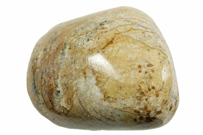 Polished Dinosaur Bone (Gembone) - Morocco #371381